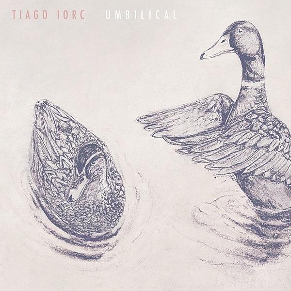 Ducks In a Pond