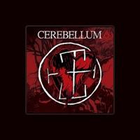 Cerebellum