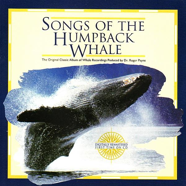 Distant Whale