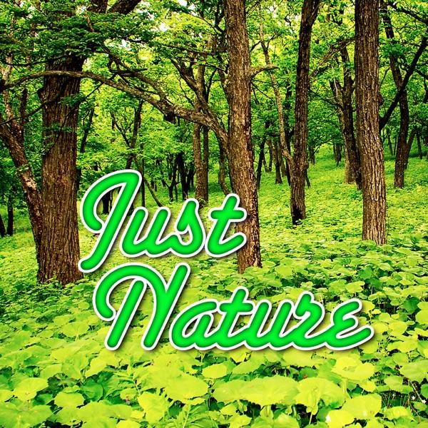 Thunder Rolls and Quiet Rain Nature Sound
