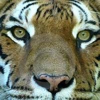 The Eye of the Tiger - Instrumental