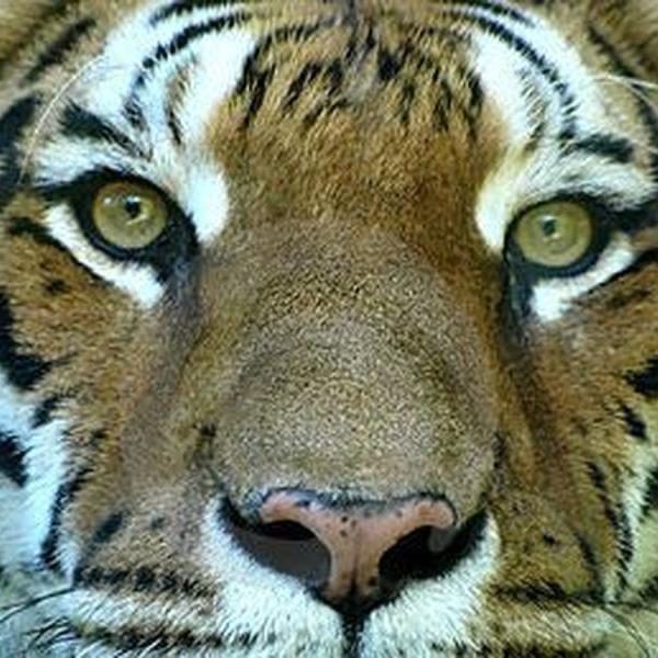 The Eye of the Tiger - Instrumental