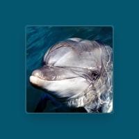 Dolphin Diana