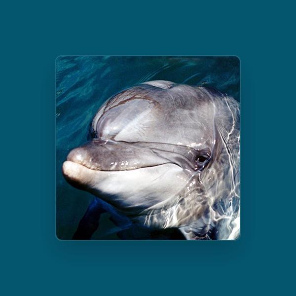 Dolphin Diana
