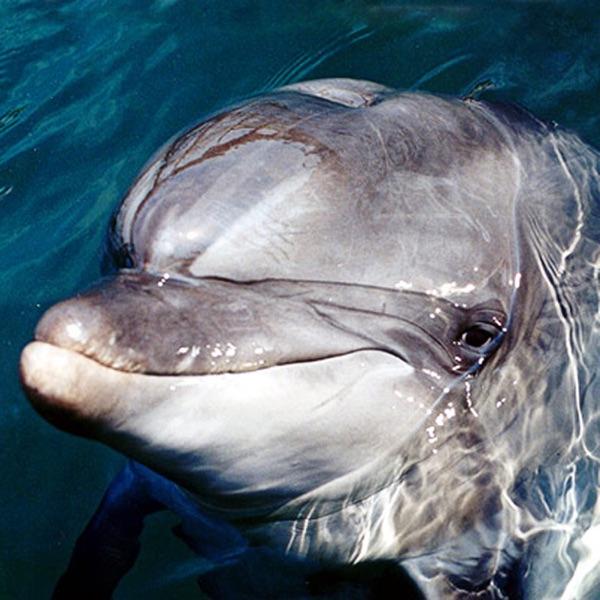 Dolphin Therapy Sounds With "The Sea" Background (Ciurlionis)