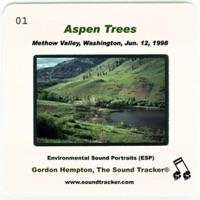 Aspen Trees (Methow Valley, Washington, June 12, 1998)