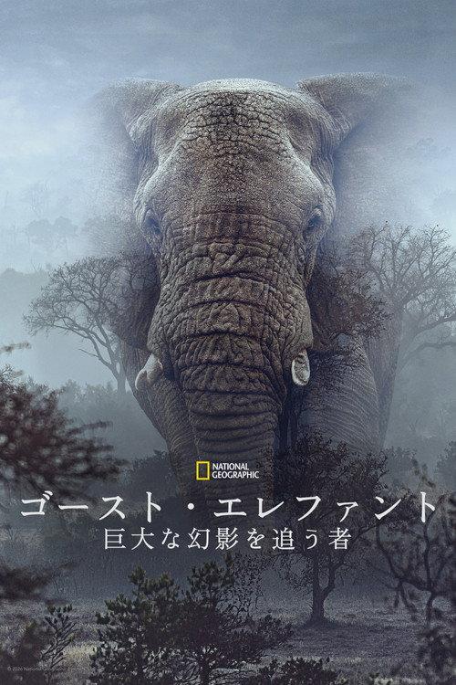 Ghost Elephants